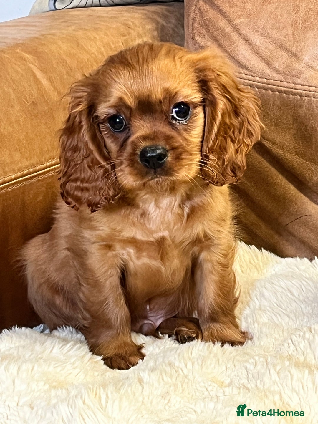 Cavalier King Charles Spaniel dogs for sale: stunning litter of KC registered Ruby Cavaliers - Image 5