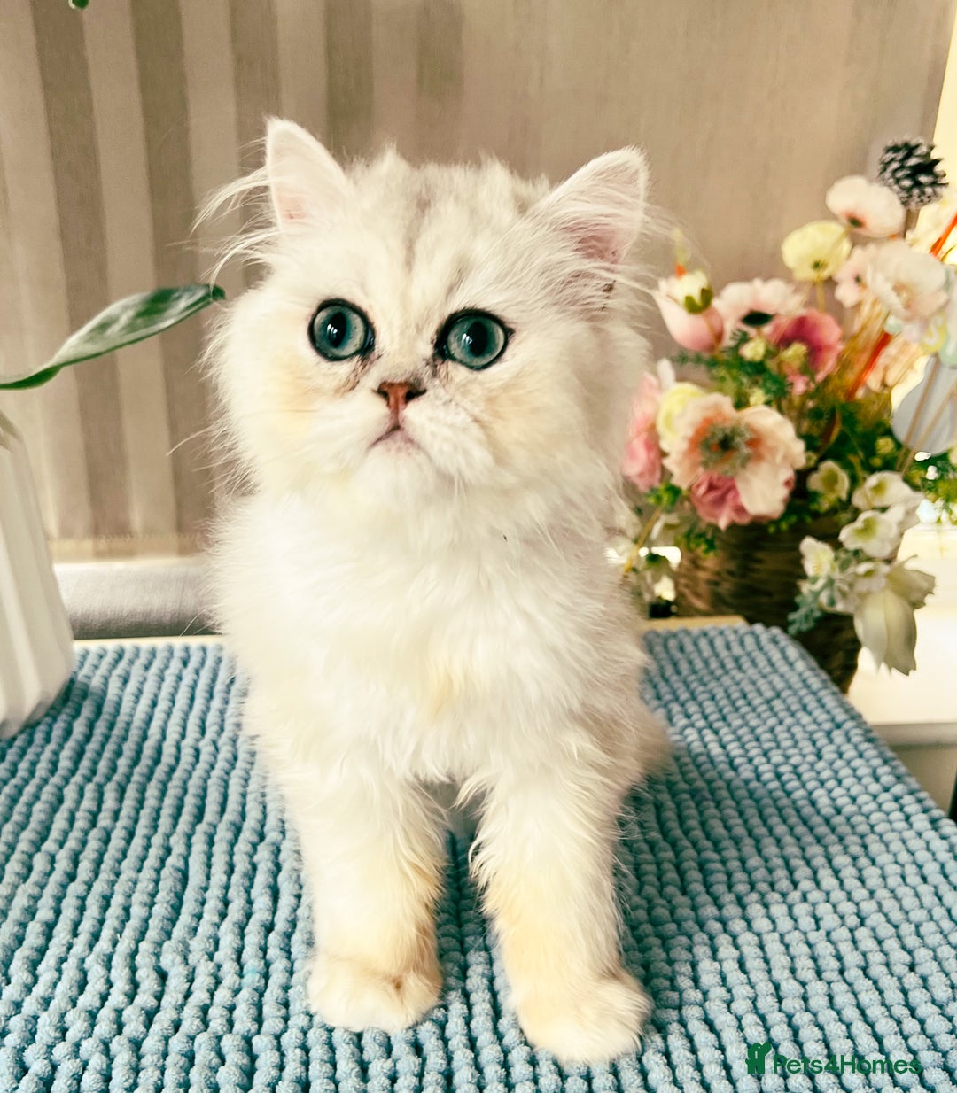 Persian cats for sale: Beautiful Chinchilla Persian Kittens*** - Image 3