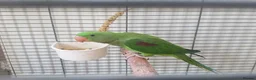 Parrots birds for sale: Amazos/Parakeets/Parrots available  - Advert 9