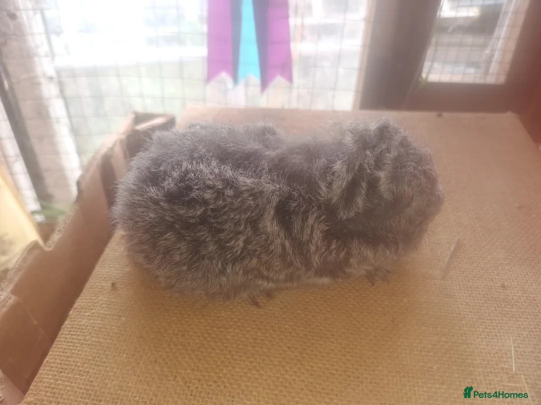Guinea Pig rodents for sale: Sheltie sow sheltie and texel boars - Advert 2