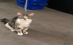 Mixed Breed cats for sale: Lovely adorable kittens - Image 14