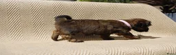 Mixed Breed dogs for sale: Havatoodle Pups - Advert 15