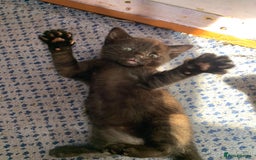Domestic Shorthair cats for sale: Tabby kittens for sale - Image 4