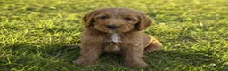 Goldendoodle dogs for sale: Beautiful golden doodles looking for forever homes - Advert 10