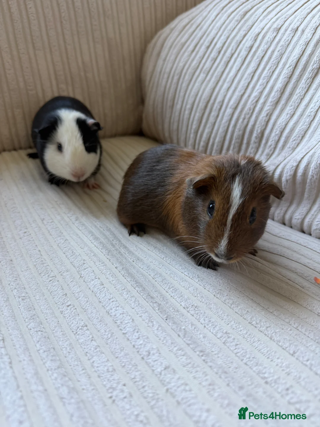 Guinea Pig rodents for sale: Home reared male guineas  - Advert 2