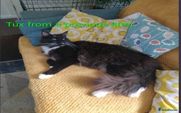 Maine Coon cats for sale: XL beautiful Maine coon gccf kittens for sale  - Advert 5