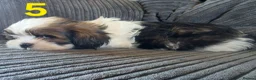 Shih Tzu dogs for sale: Imperial shih tzu puppies  in Walsall - Advert 9
