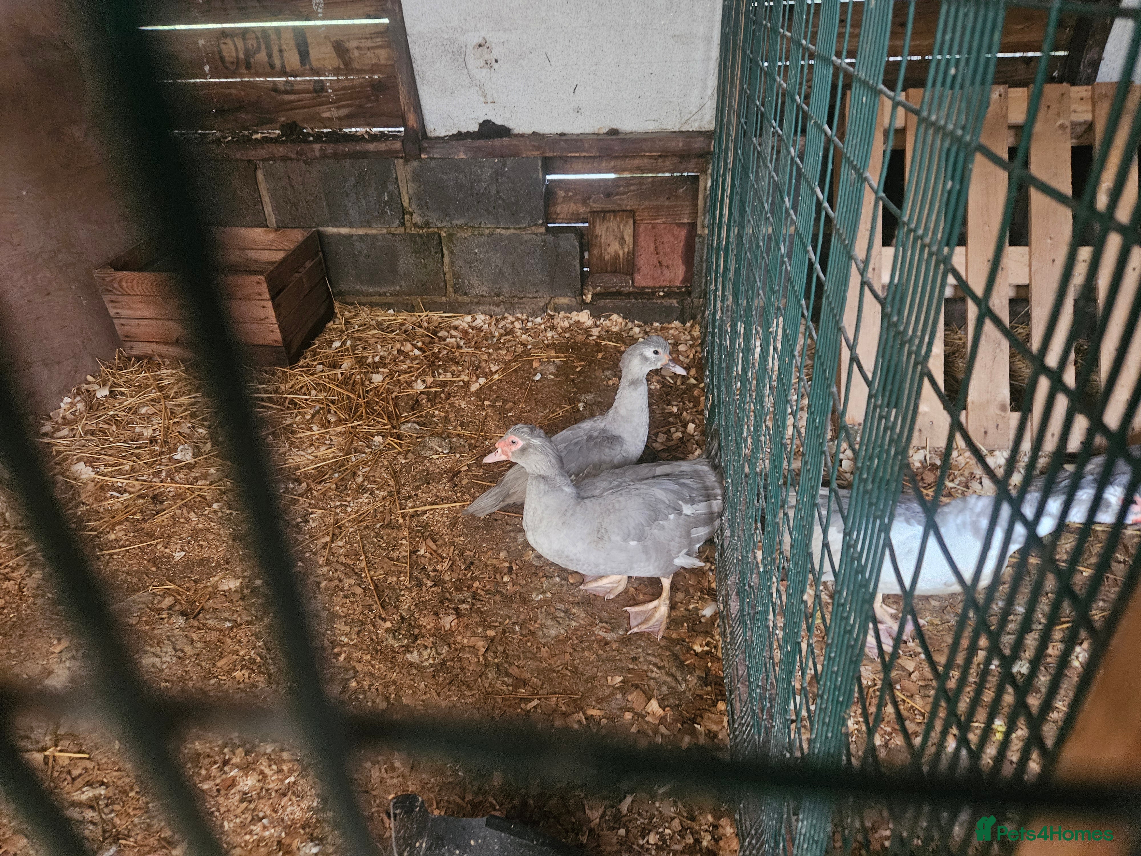 Ducks poultry Muscovy Ducks  - Advert 2