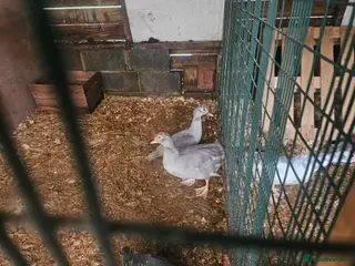 Ducks poultry Muscovy Ducks - Advert 2