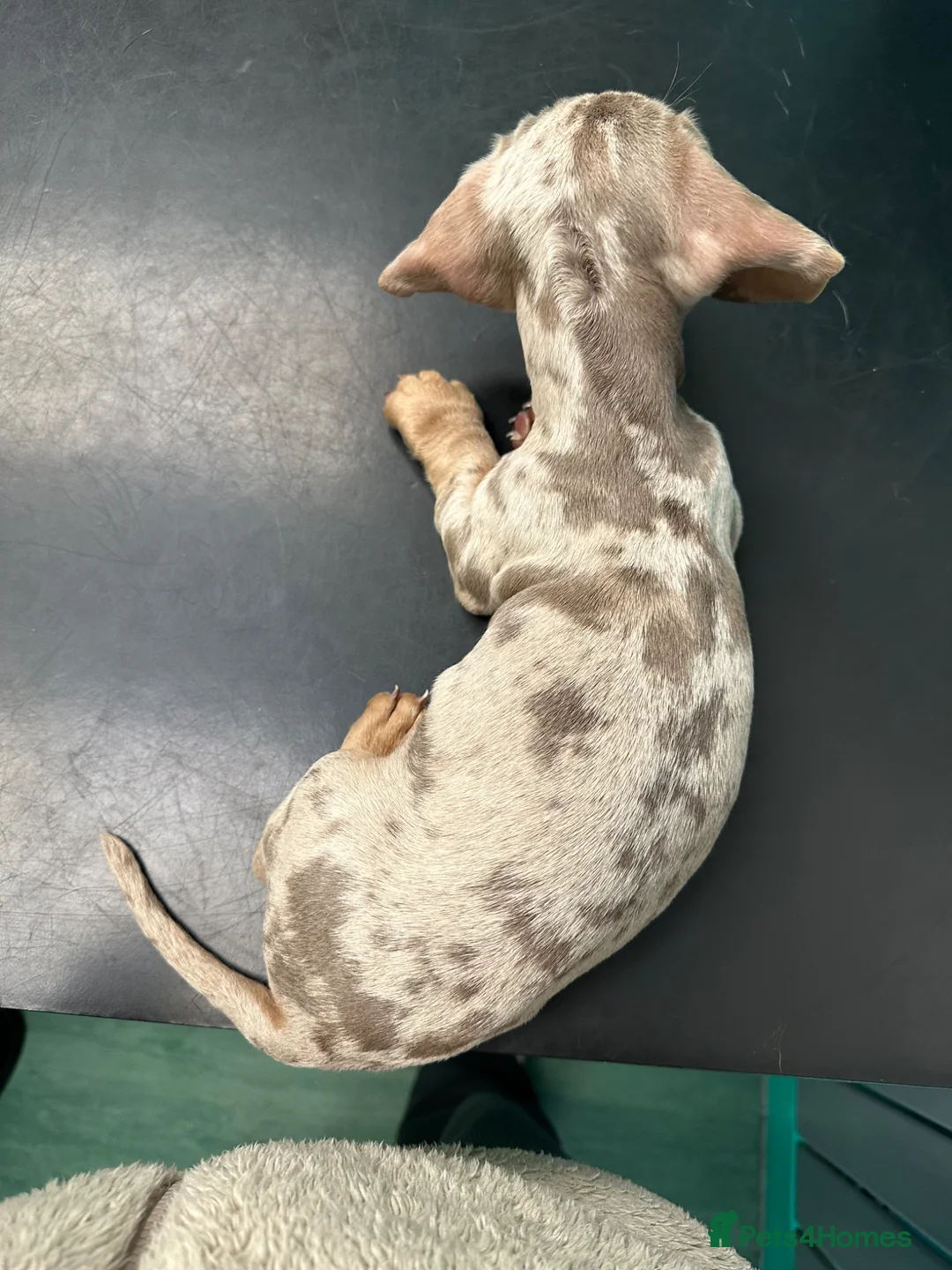 Miniature Dachshund dogs for sale: Miniature Dachshund Isabella Dapple in Swansea - Advert 5