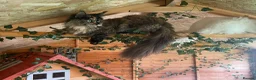 Maine Coon cats for sale: Imported polydactyl Russian Mainecoon Queen - Advert 4