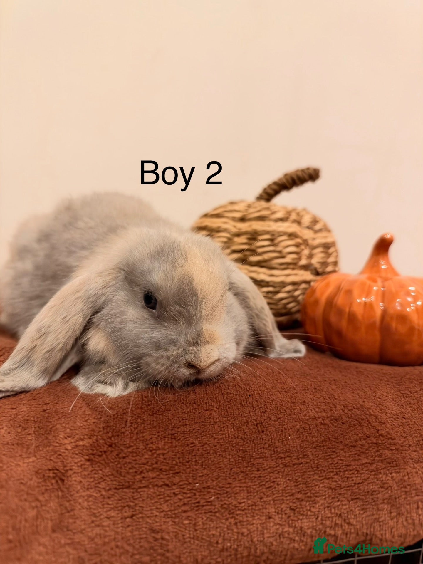 Mini Lop rabbits READY TO GO, Mini Lop Boys🐰✨ - Advert 1