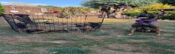Belgian Shepherd Dog dogs for sale: Belgian Malinois puppies for sale!  - Advert 6