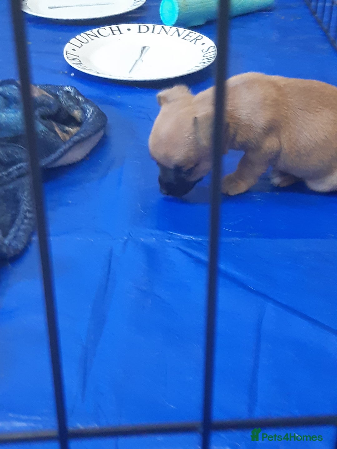 Mixed Breed dogs for sale: Jackawawa for sale  - Image 2