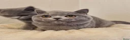 British Shorthair cats for sale: Stunning British Shorthair & Longhair Kittens  - Advert 26