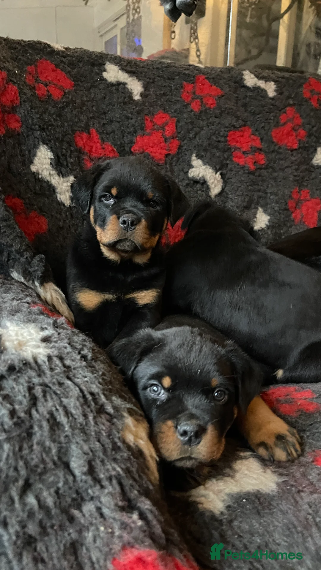 Rottweiler dogs for sale: Champion-Bred Rottweiler Puppies for Loving Homes - Advert 16