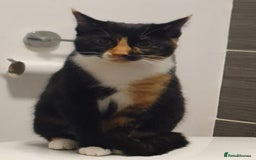 British Shorthair cats for sale: 2 Cats looking for a new loving home for £20. - Image 4