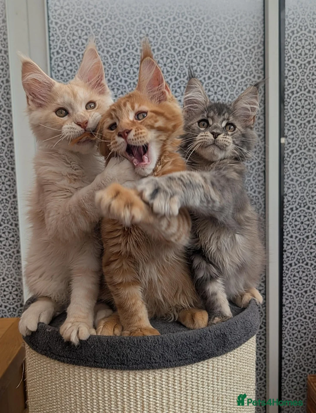 Maine Coon cats for sale: Stunning Tica registered Maine coons - Advert 1