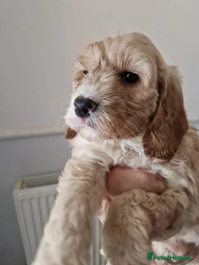 Cockapoo dogs EXTENSIVELY HEALTH TESTED F1b COCKAPOO PUPPIES - Advert 8