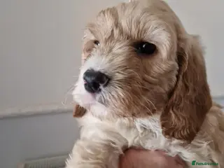 Cockapoo dogs EXTENSIVELY HEALTH TESTED F1b COCKAPOO PUPPIES - Advert 8