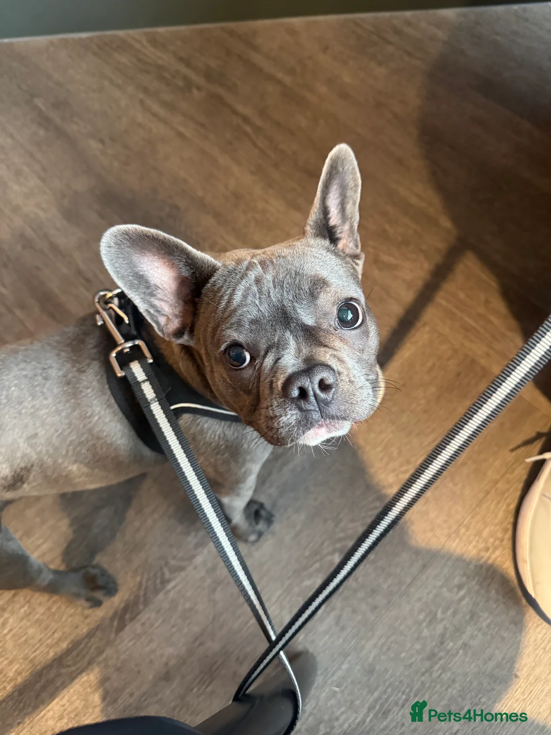 French Bulldog dogs for sale: French Bulldog - Advert 1