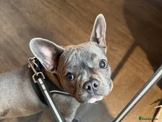 French Bulldog dogs French Bulldog - Advert 3