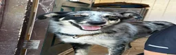 Mixed Breed dogs for sale: mave  - Advert 1