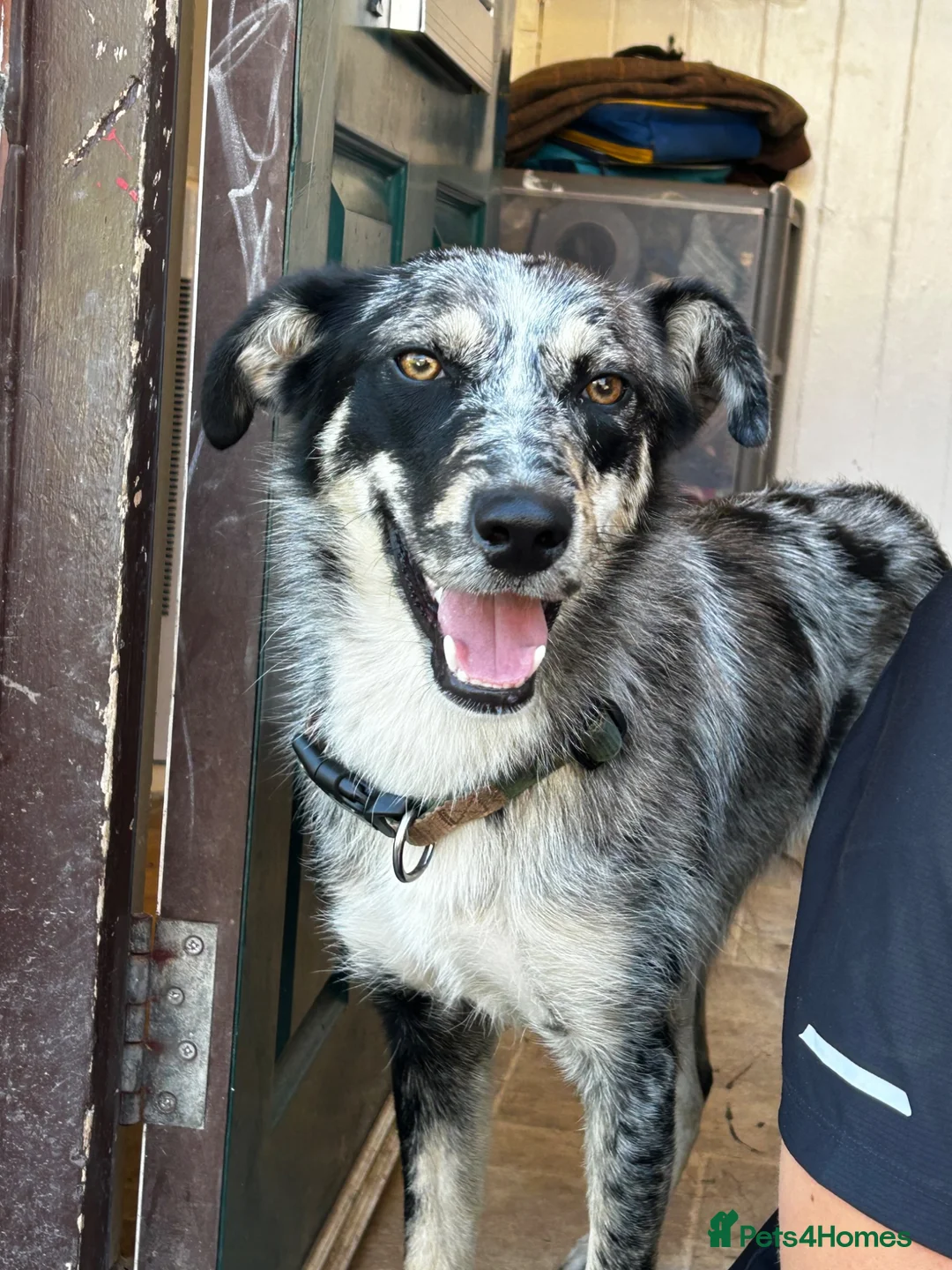 Mixed Breed dogs for sale: mave  - Advert 1