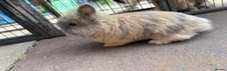 Mixed Breed rabbits for sale: Lion head cross rabbits  - Advert 8