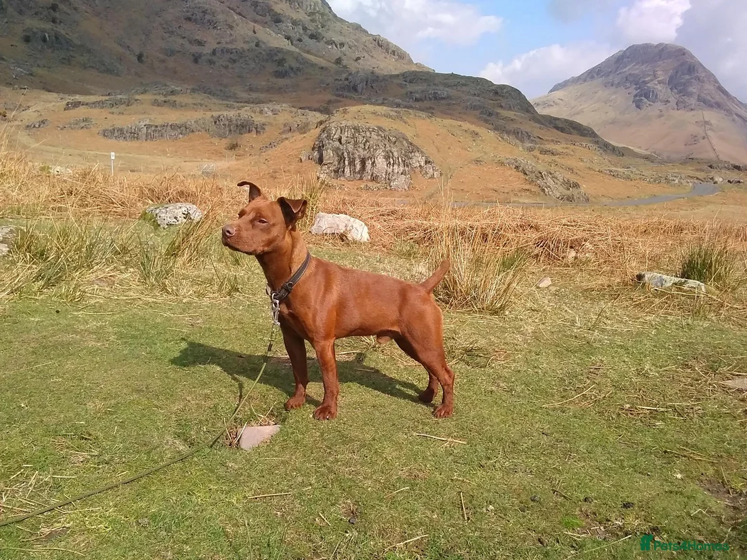 Patterdale Terrier dogs for stud: Stunning Red Patterdale Terrier, Derbyshire (Stud) in Alfreton - Advert 2