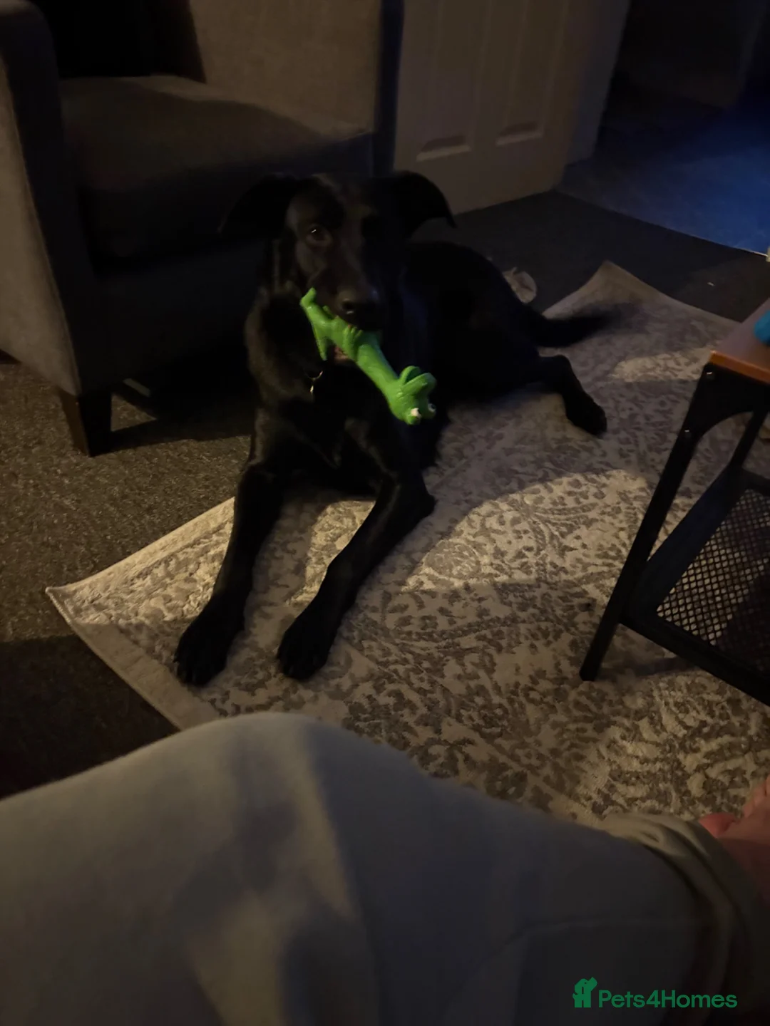 Mixed Breed dogs for sale: Beautiful 1 year old girl - mixed breed in Nottingham - Advert 2