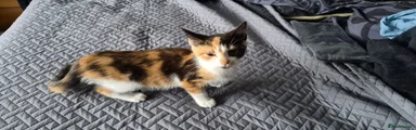 Mixed Breed 1
