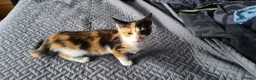 Mixed Breed cats for sale: Tabby kitten  in Willenhall - Advert 4