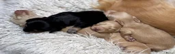 Miniature Dachshund dogs for sale: KC Longhaired Cream Miniature Dachshund Puppies - Advert 24