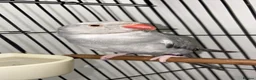 Parrots birds for sale: Grey Indian ring neck  in Romford - Advert 2