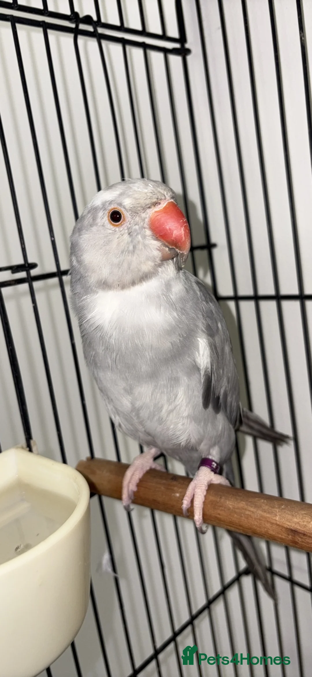 Parrots birds for sale: Grey Indian ring neck  in Romford - Advert 2