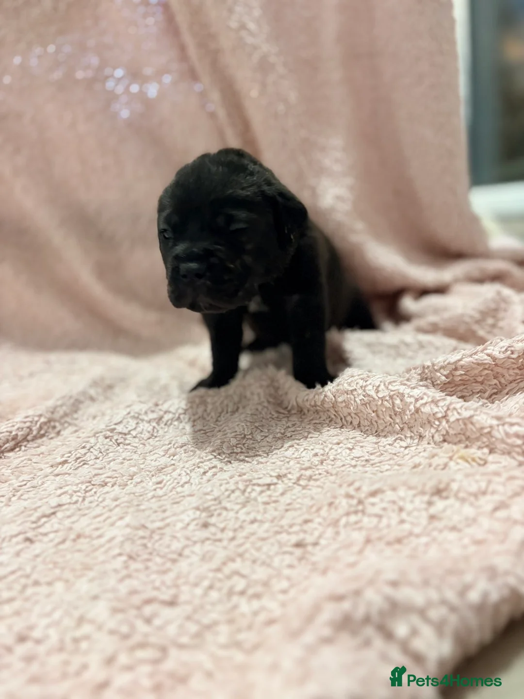 Cane Corso dogs for sale: 🏆 CHAMPION CANE CORSO PUPS 🏆/KC REGISTERED MERLE - Advert 19