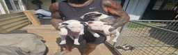 English Bull Terrier dogs for sale: English bullterrier pups for sale - Advert 15