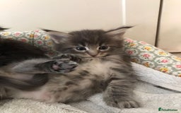 Maine Coon cats for stud: Active Tica duel Gccf Maine Coons in Grantham - Image 23