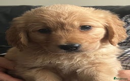 Golden Retriever dogs for sale: 🐾 Golden Retriever Puppies – Ready Now! 🐾 - Image 16