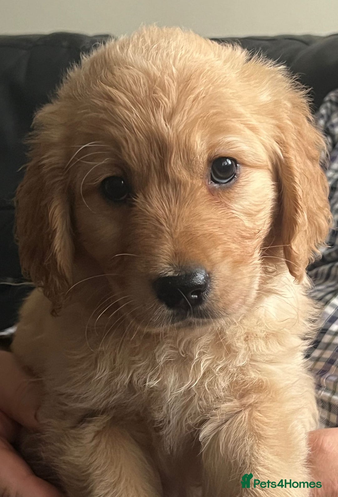 Golden Retriever dogs for sale: 🐾 Golden Retriever Puppies – Ready Now! 🐾 - Image 16