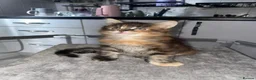 Maine Coon cats for sale: Rare Red Silver Maine Coon Kittens Available  - Advert 28