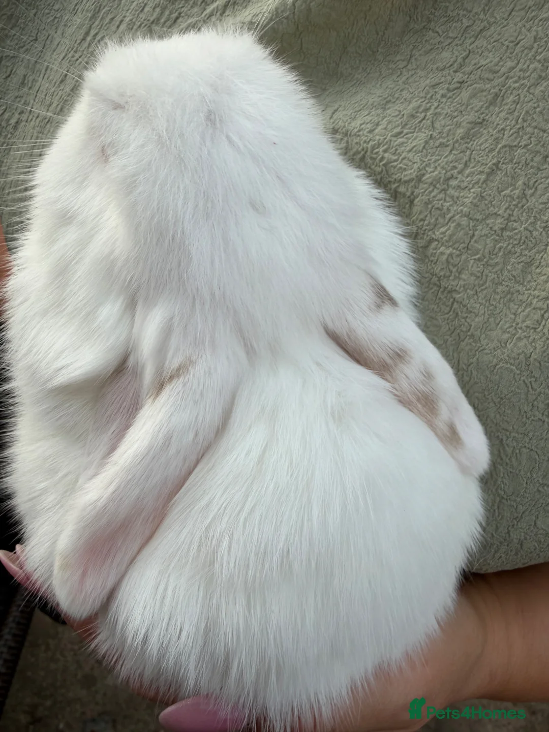 Mini Lop rabbits for sale: Mini lop babies REDUCED READY NOW  - Advert 2