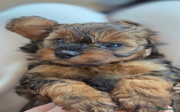 Cavapoo dogs for sale: Beautiful phantom F1B cavapoos - Image 11