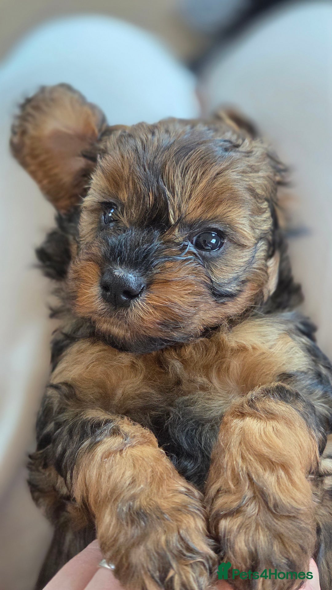 Cavapoo dogs for sale: Beautiful phantom F1B cavapoos - Image 11