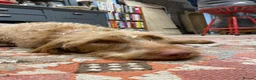Hungarian Vizsla dogs for sale: 11 amazing wire haired vizsla puppies - Advert 13
