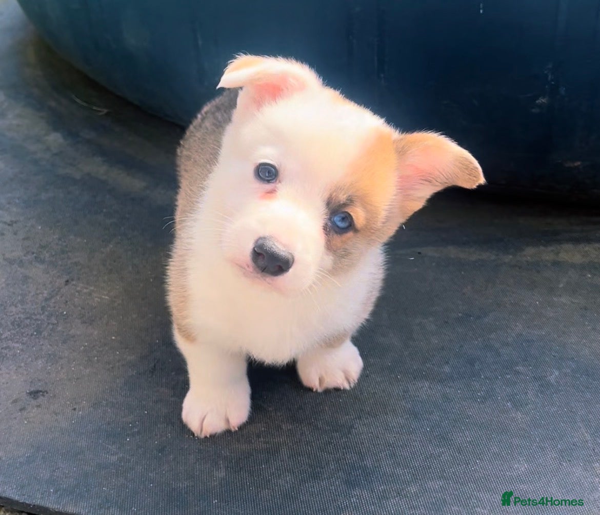 Mixed Breed dogs Adorable Corgi Pups - Advert 7