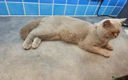 British Shorthair cats for stud: Lilac Stud GCCF Active - Image 11