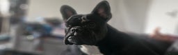 French Bulldog dogs for sale: Male French bulldog - Advert 1