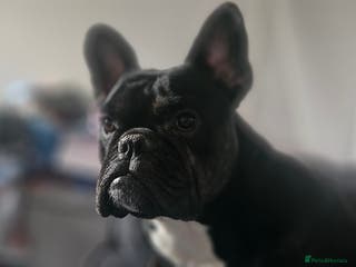 French Bulldog dogs Male French bulldog - Advert 15